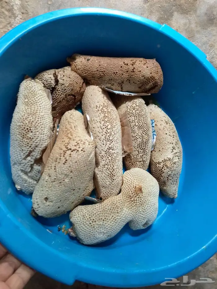 عسل بري حر الكيلوب100 المجموع35 كيلو طازج اليوم. 3