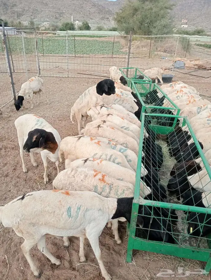 برابر فل شحم و لحم علي الشرط 2