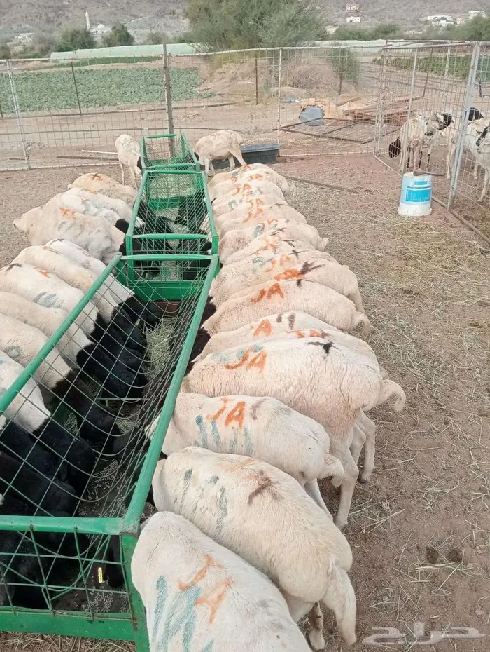 برابر فل شحم و لحم علي الشرط 3