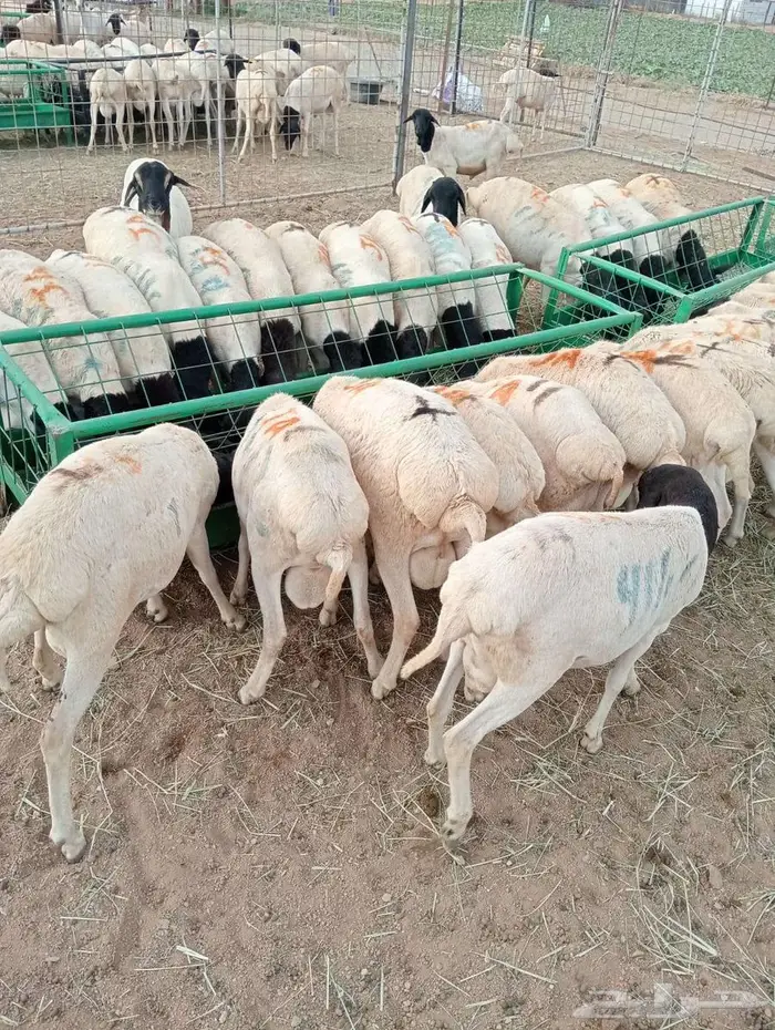 برابر فل شحم و لحم علي الشرط 0