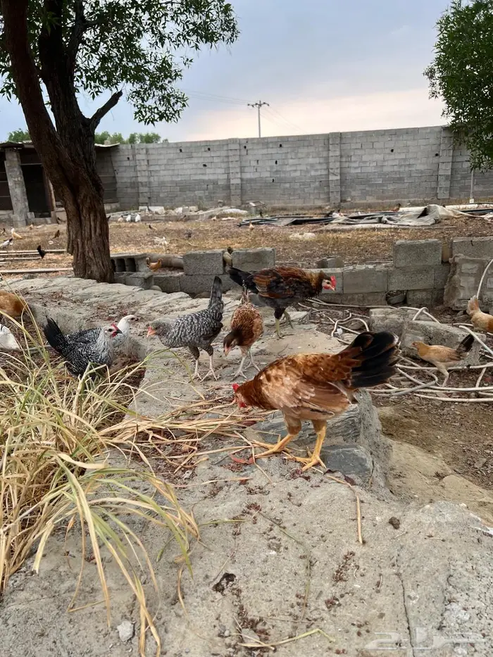 للبيع دجاج 0