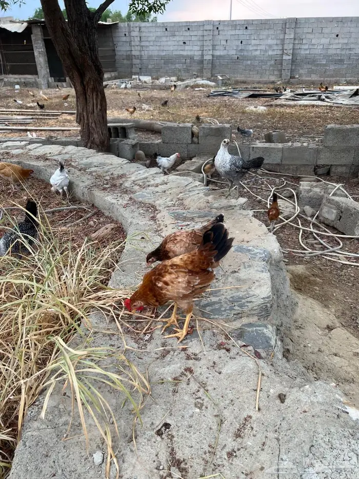 للبيع دجاج 1