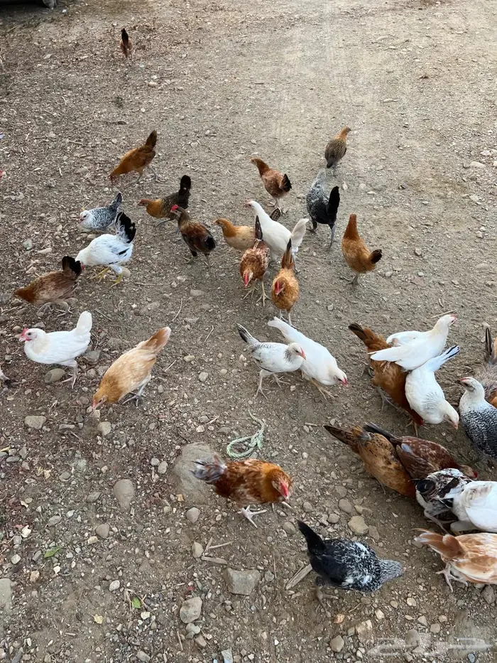للبيع دجاج 2