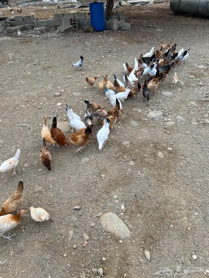 للبيع دجاج 4