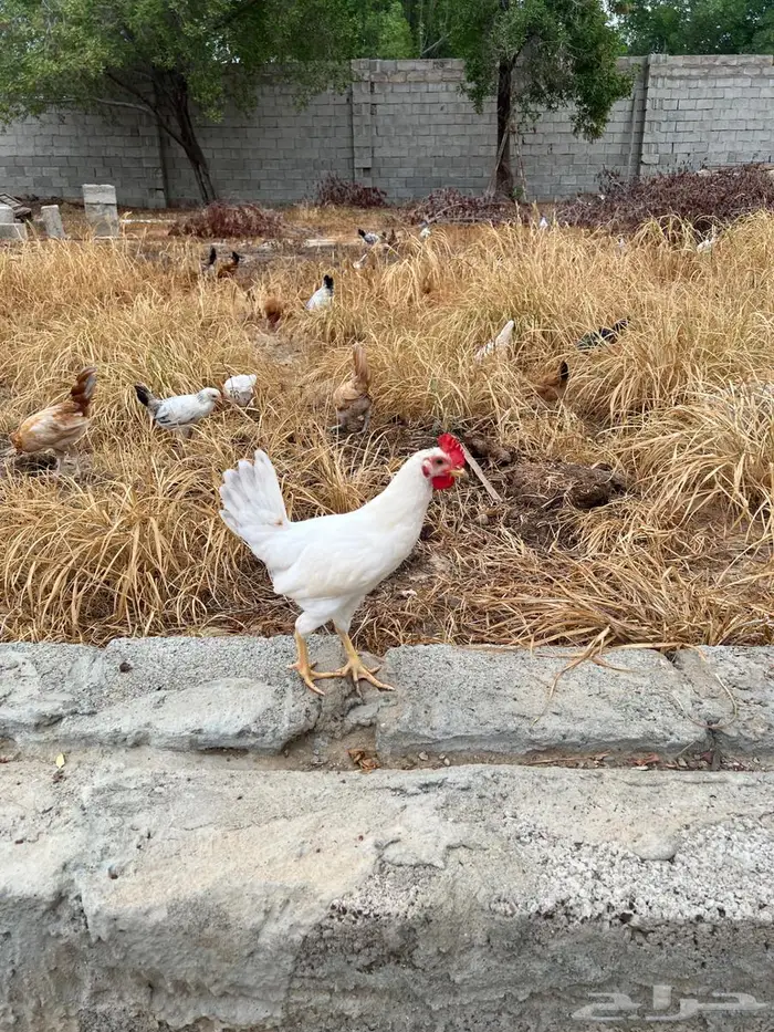 للبيع دجاج 7