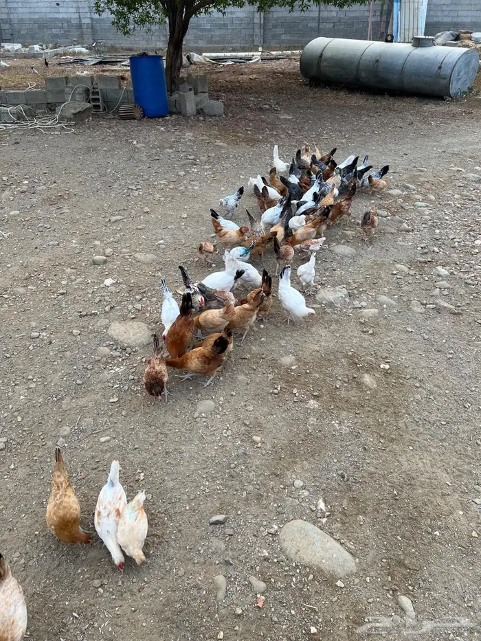 للبيع دجاج 5