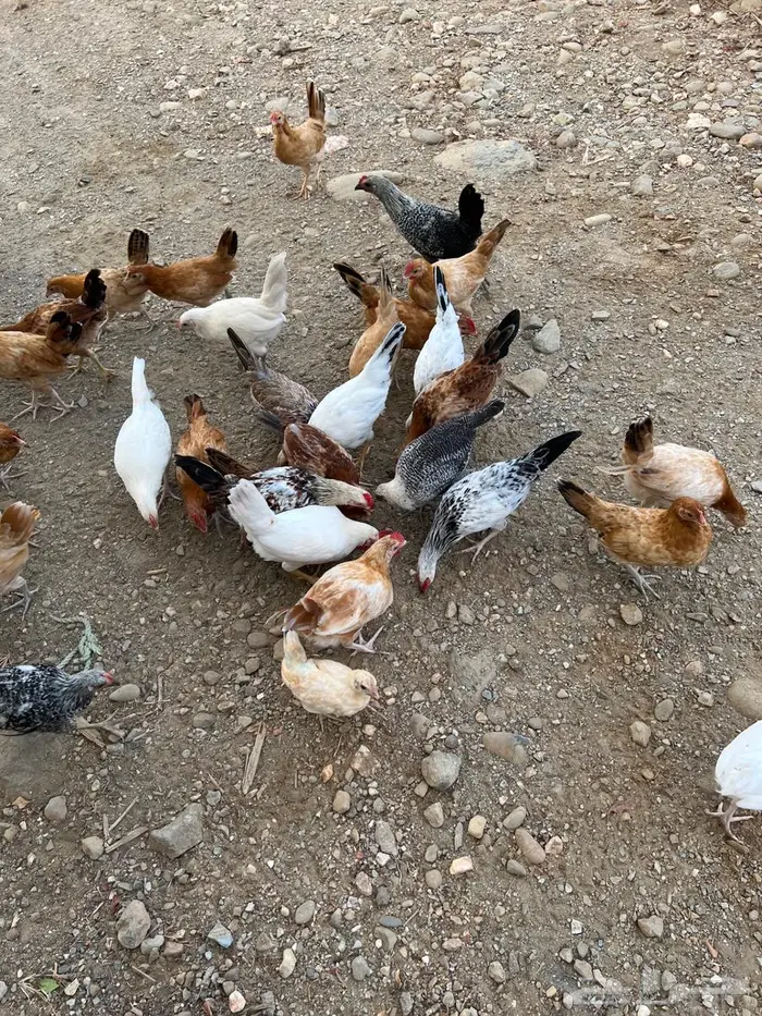 للبيع دجاج 3