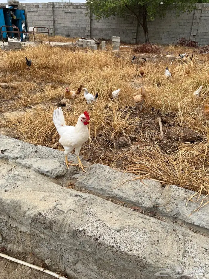 للبيع دجاج 6