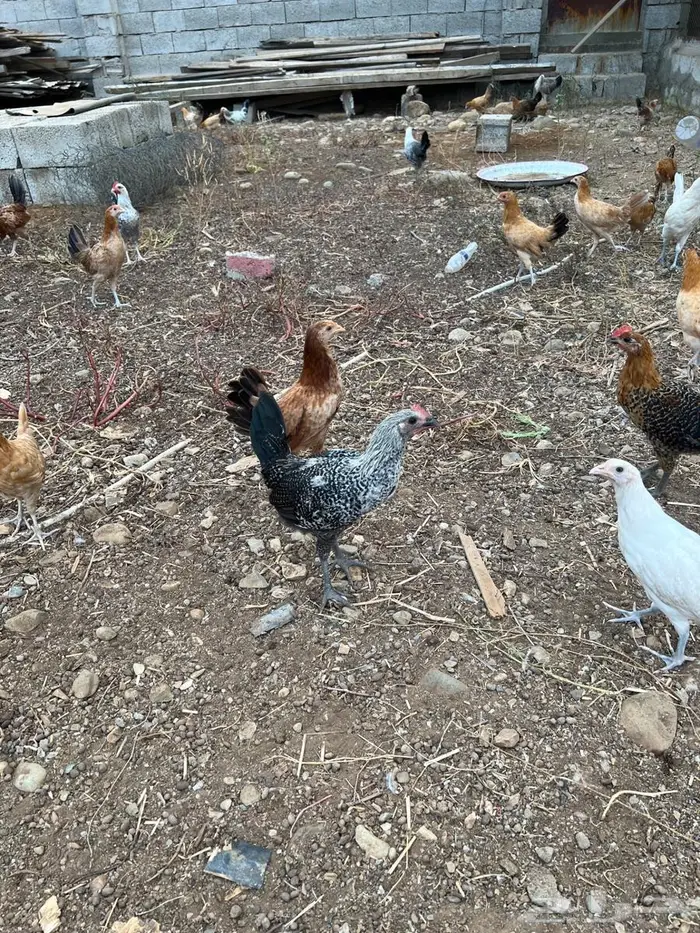 للبيع دجاج 8