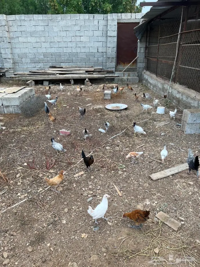 للبيع دجاج 9