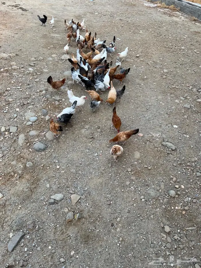 للبيع دجاج 10