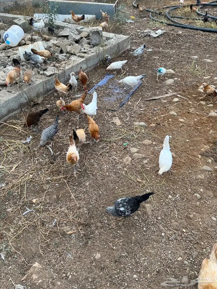 للبيع دجاج 11