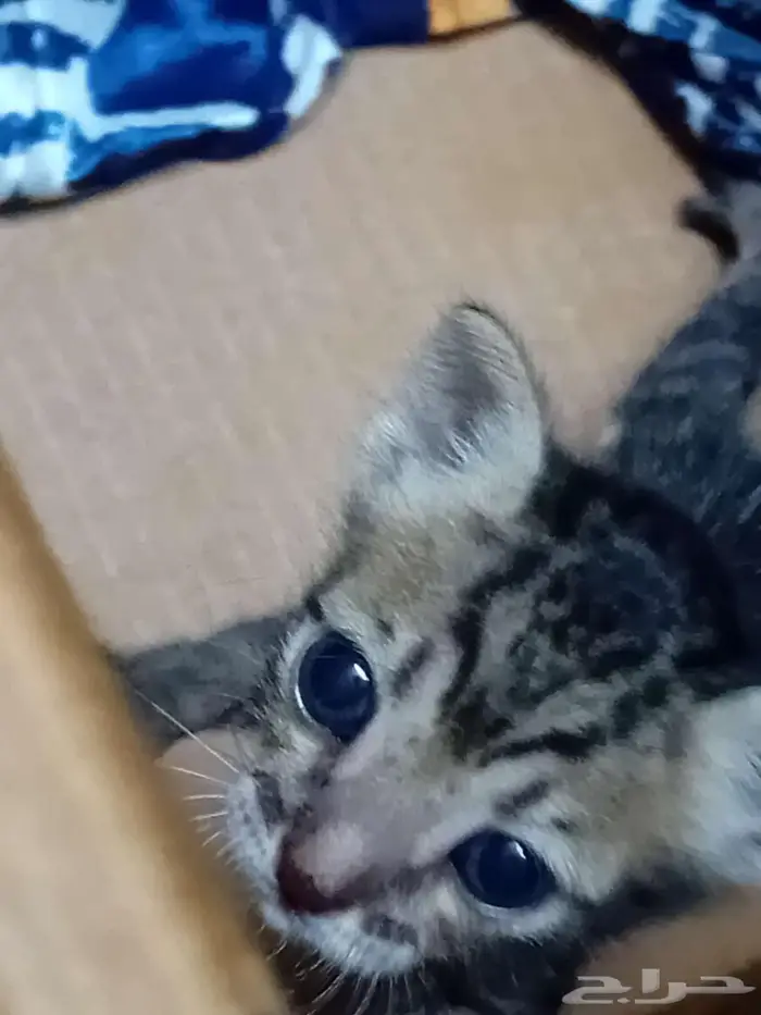 مكة شارع الحج 2