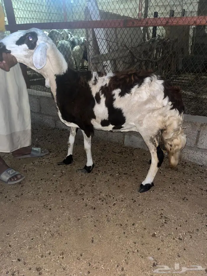 ضان حريات دفيع 7