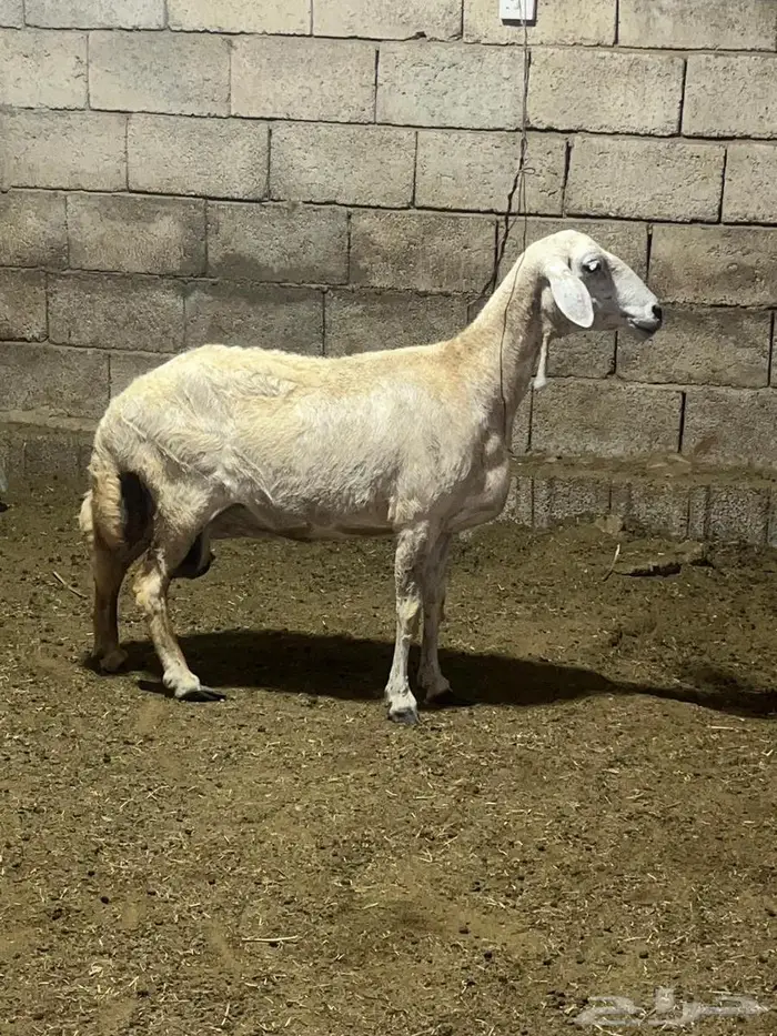 ضان حريات دفيع 4