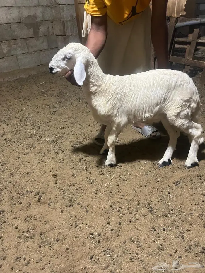 ضان حريات دفيع 8