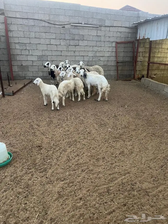 ضان حريات دفيع 0