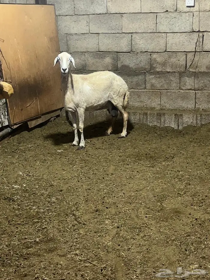 ضان حريات دفيع 10