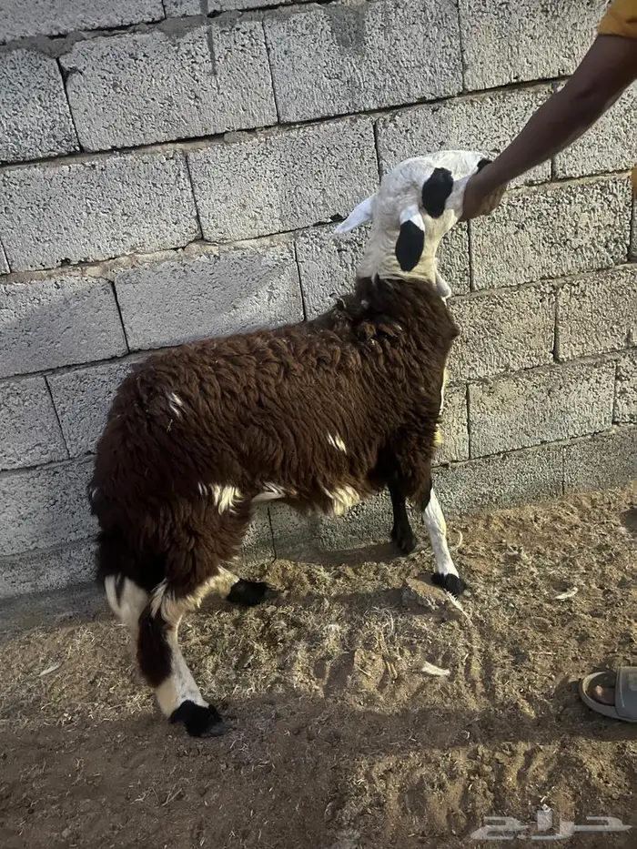 ضان حريات دفيع 3