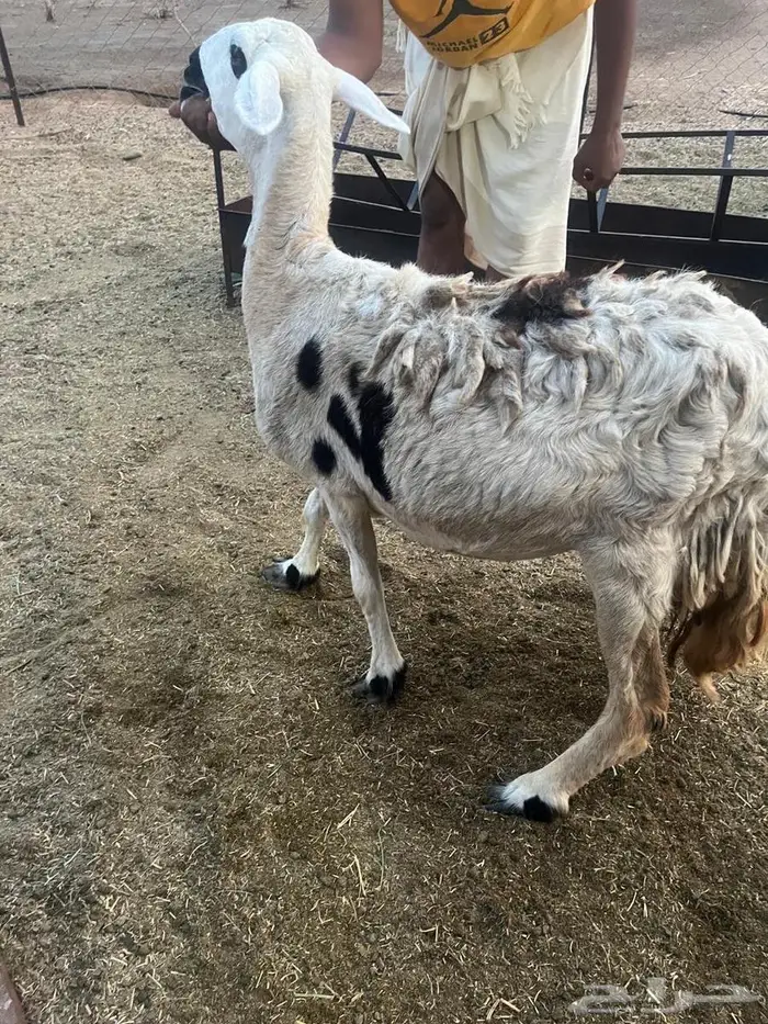 ضان حريات دفيع 6