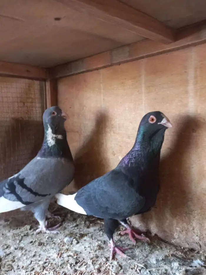 جوزين شامي طيبات 0