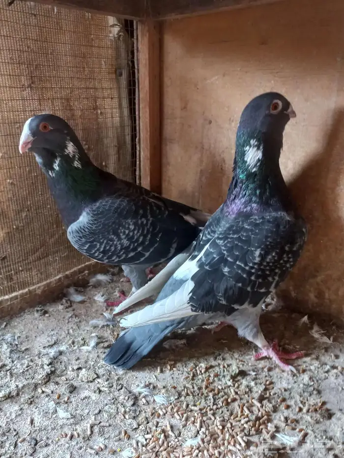 جوزين شامي طيبات 1