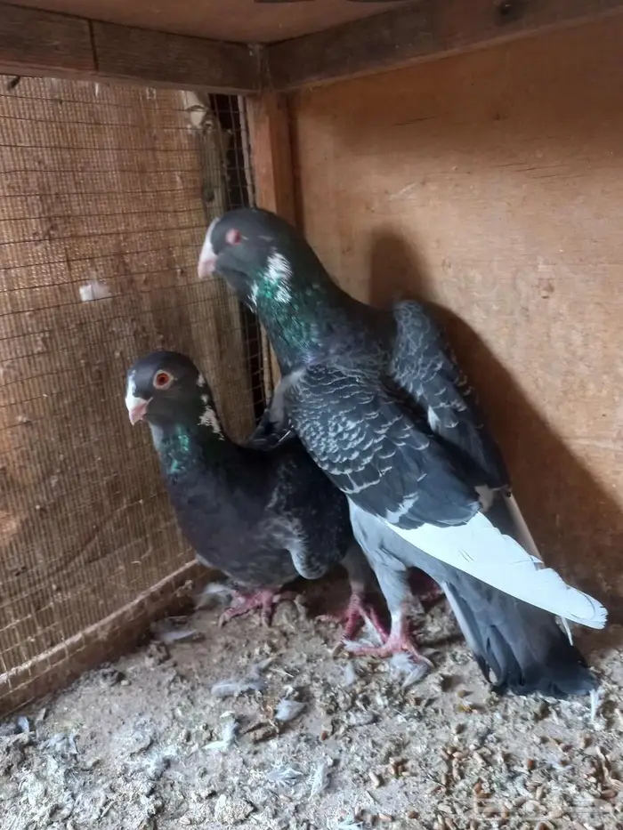 جوزين شامي طيبات 2