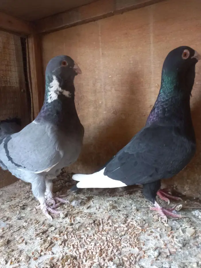 جوزين شامي طيبات 3