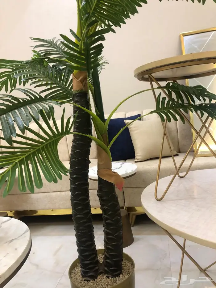 للبيع طقم طاولات   بلازما تلفزيون   شجر ديكور 1