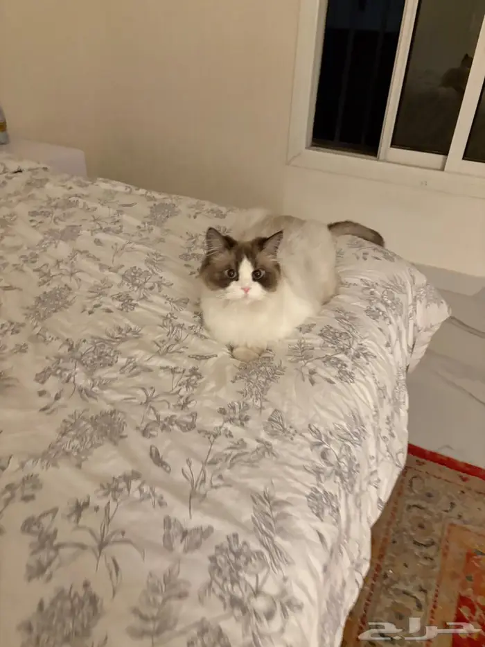 قط راغدول تبني 2