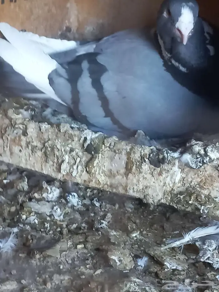 جوزين شامي طيبات 4