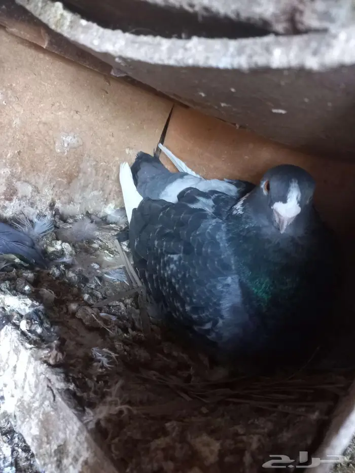 جوزين شامي طيبات 5