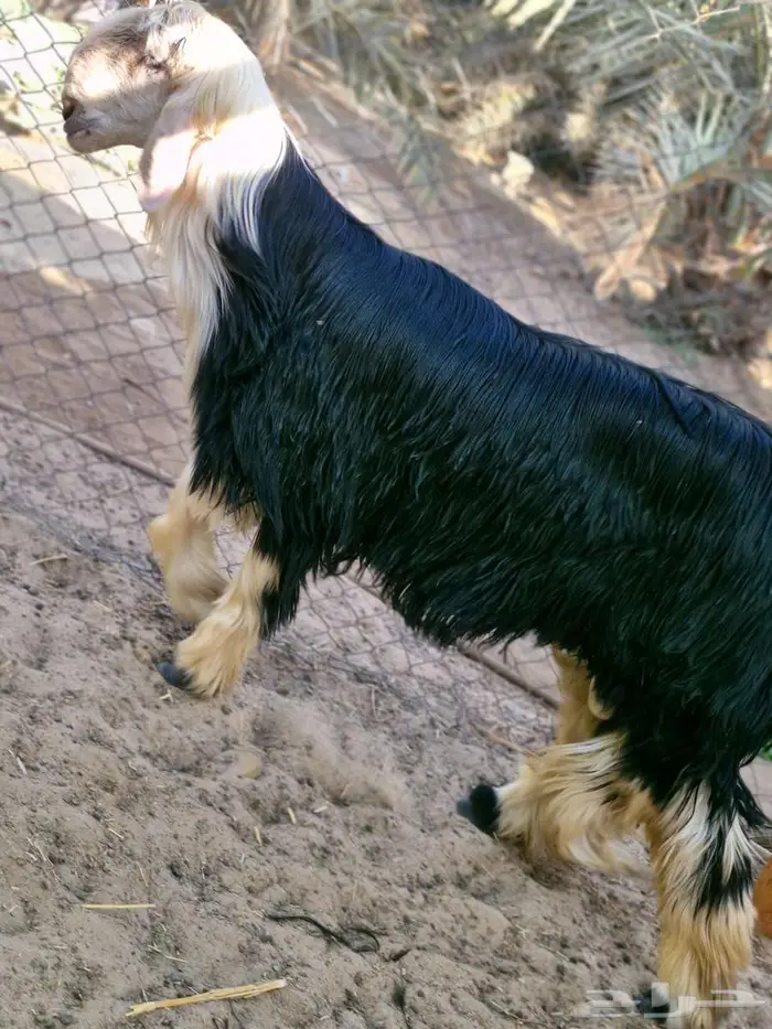 طلي نجدي فاخر 2