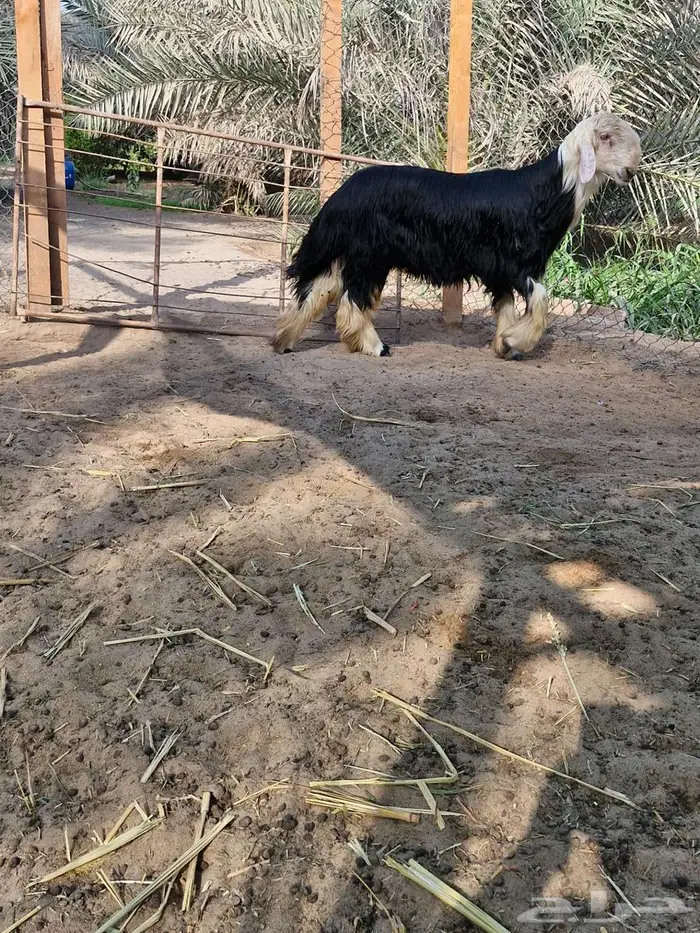 طلي نجدي فاخر 0