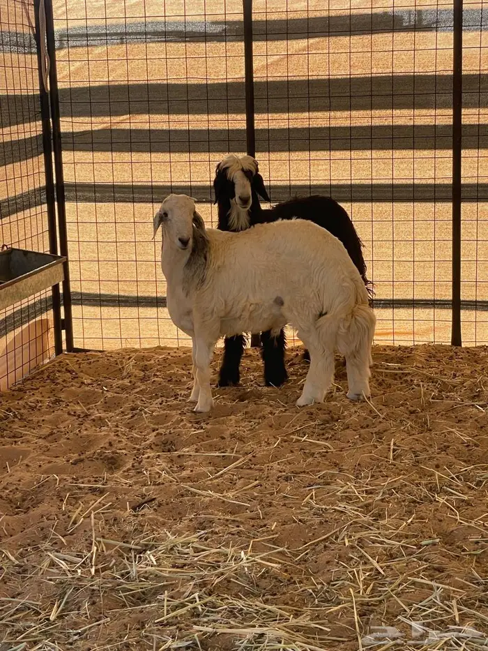 للبيع طليان جذعان. 0