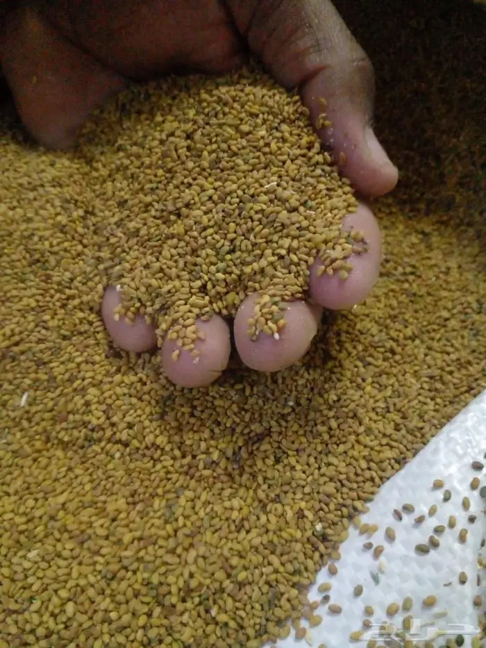 بذور برسيم 0