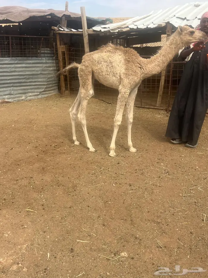 قعود عمره شهر يشرب بالطاسه 0