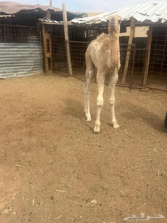 قعود عمره شهر يشرب بالطاسه 2