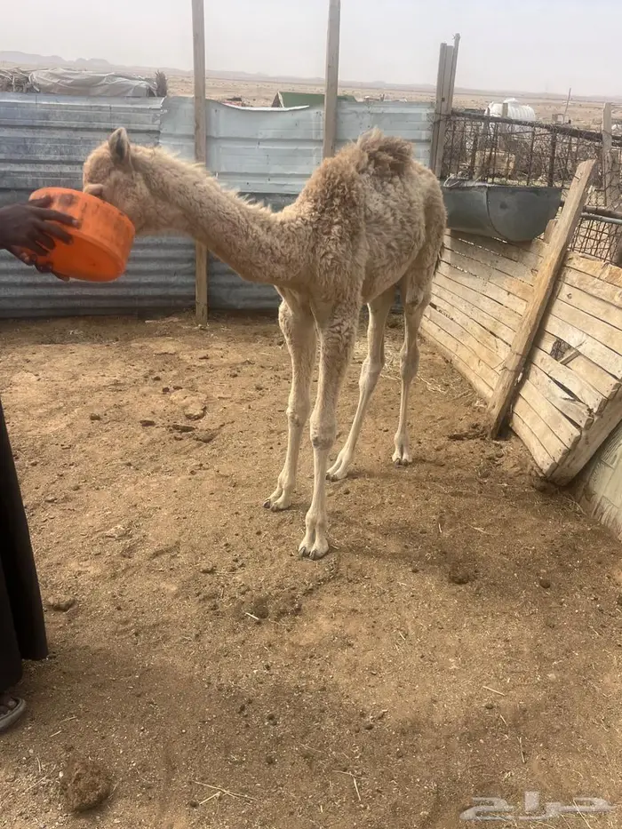 قعود عمره شهر يشرب بالطاسه 1