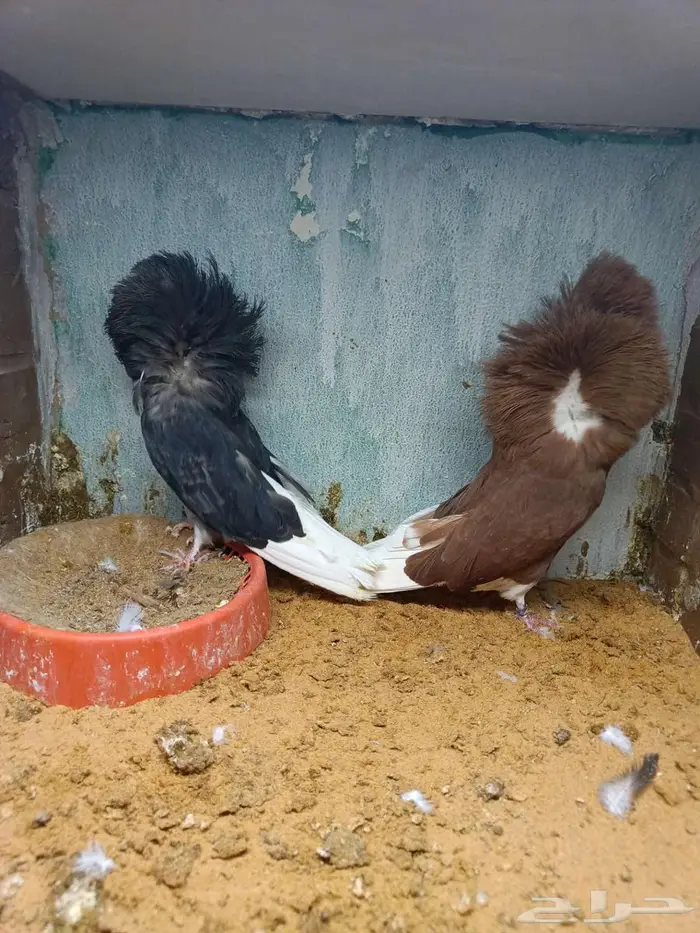 حمام جاكوبين. ابو فوطه 0