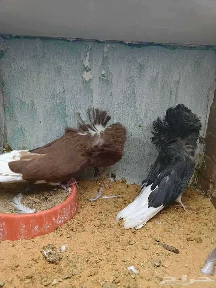 حمام جاكوبين. ابو فوطه 1