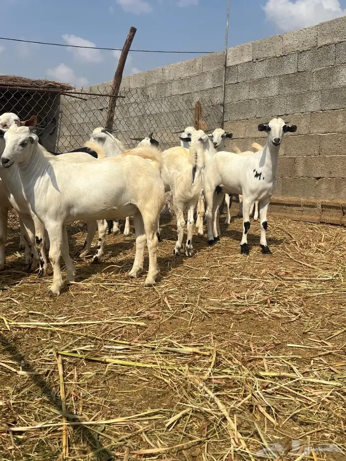 تيوس بيشيه مخصاه 1