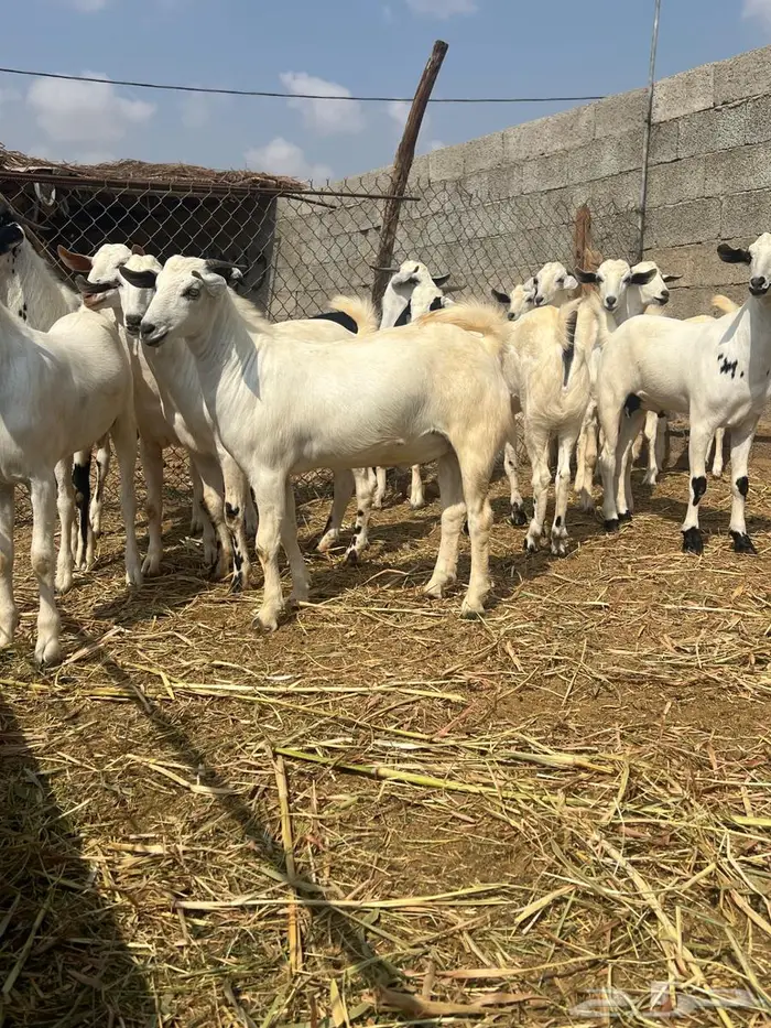 تيوس بيشيه مخصاه 0