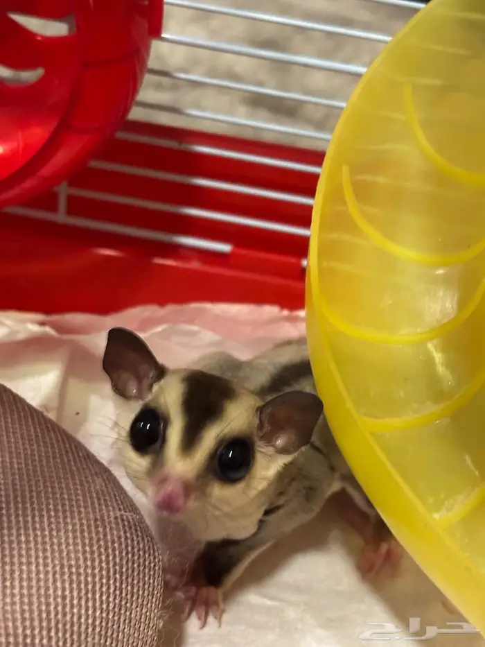 شوقر قلايدر 5