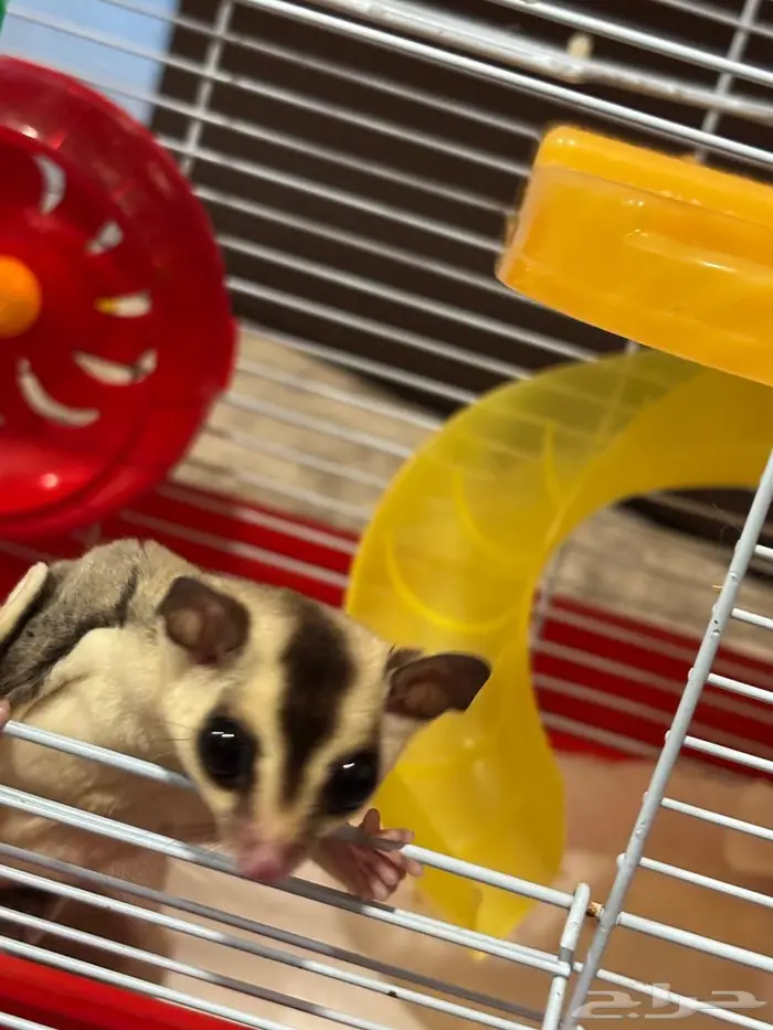 شوقر قلايدر 7