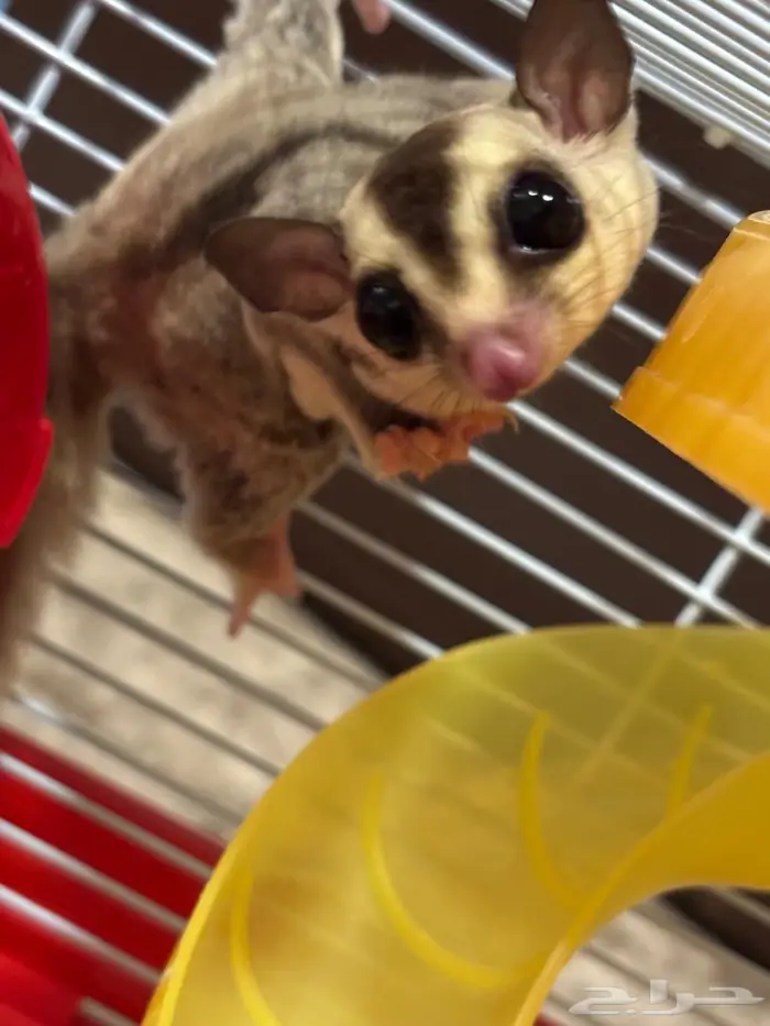 شوقر قلايدر 6