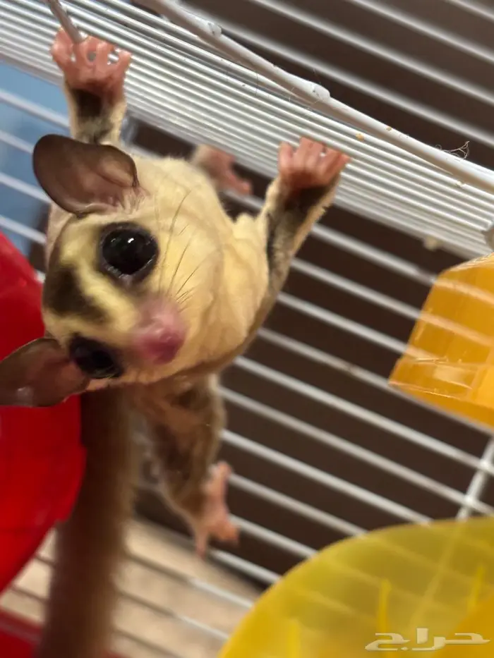 شوقر قلايدر 4