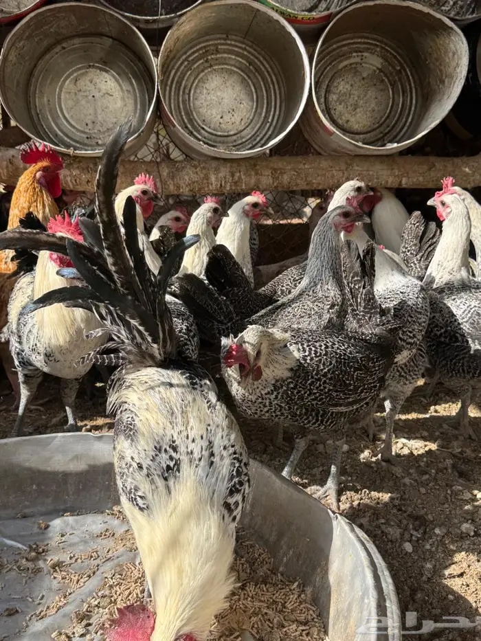 دجاج فيومي بياض 0