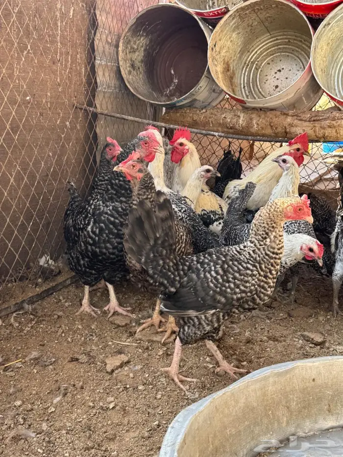 دجاج فيومي بياض 1