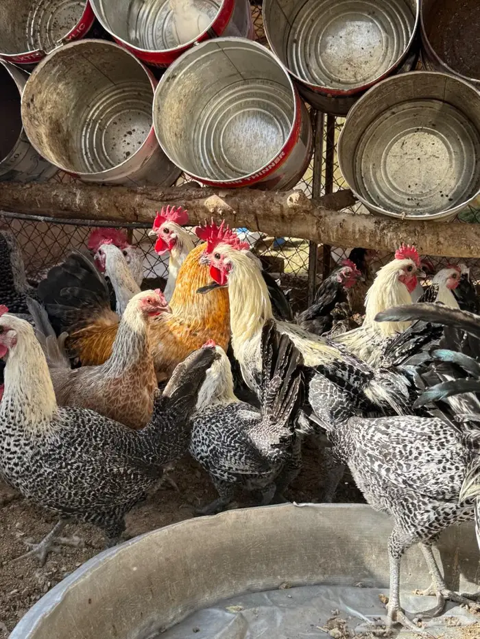 دجاج فيومي بياض 2